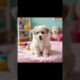 Funny and crazy puppies🥰🐶