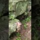 Funny small baby playing look so happy #shorts #monkey #animals #cute #baby