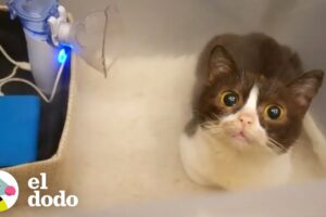 Gatito logra superar su enfermedad y ahora tiene cierta manera de hablar con su mamá | El Dodo