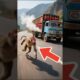 🐵 Genius Monkey Saves Trucker From Gas Explosion! #animals #wildlife #animalrescue #miracle #rescue