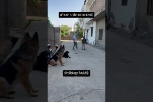 German Shepherd Rescues Kids from Kidnappers — Brave Dog Saves the Day! #germanshepherd #dog #gsd