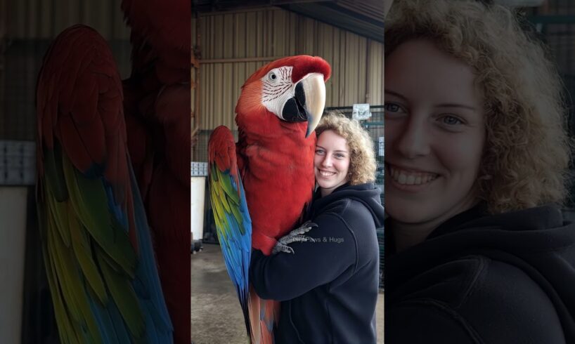 Giant Macaw Parrot and His Smiling Companion #macaw #viralvideo #trending #funny #birds #mother