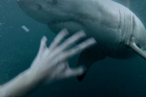 GoPro: Man Fights Off Great White Shark In Sydney Harbour