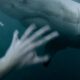 GoPro: Man Fights Off Great White Shark In Sydney Harbour