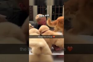 Golden Retriever puppies are the best ❤️￼