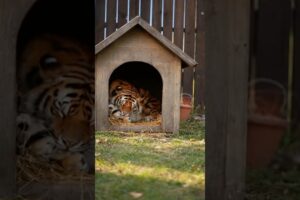 Goose playing with firecrackers #animals#shorts