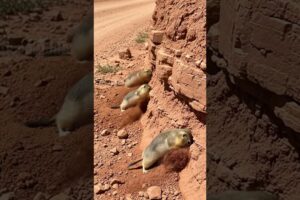 Gophers Help Ambulance Get Through A Landslide! #animals #rescue #wildlife