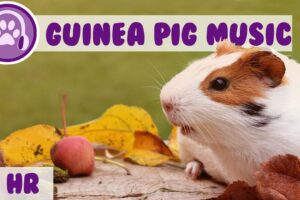 Guinea Pig Music - Musical Therapy for Guinea Pigs!