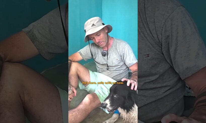 Guy Rescues A Sick Dog Outside Of 7-Eleven And Brings Him Back To Life | The Dodo