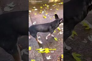 Happy dogs were playing and enjoying themselves #dogs #animals #shorts