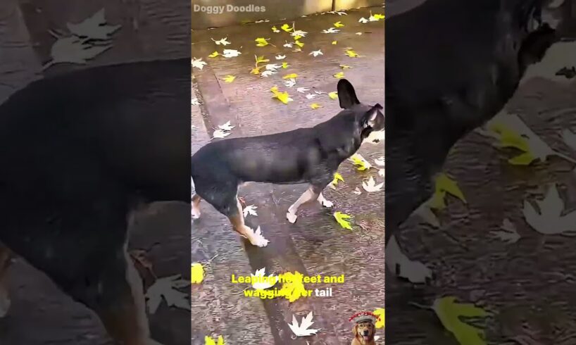 Happy dogs were playing and enjoying themselves #dogs #animals #shorts