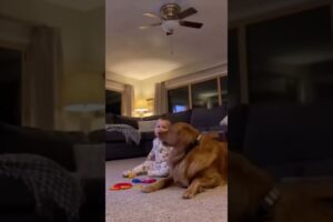 Hero Dog Saves Baby in the Most Heart-Stopping Moment 😭🐶