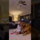 Hero Dog Saves Baby in the Most Heart-Stopping Moment 😭🐶