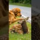 Hero Dog Stops Car to Save Deer From Killer Bees