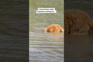 He’s an expert treasure hunter 🏴‍☠️ #WaterBark #DogDiving