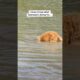He’s an expert treasure hunter 🏴‍☠️ #WaterBark #DogDiving