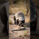 Honey Badger vs Venomous Snake | Birds | Animal Fight | wildlifeentertainment