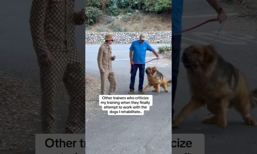 How Force Free Trainers Act Around Dogs That Actually Need Help..