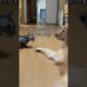 How does cat play with dog? #cat #shorts #goldenretriever #viralshorts