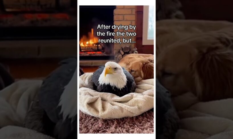 How my dog became part eagle! #wholesome #animals