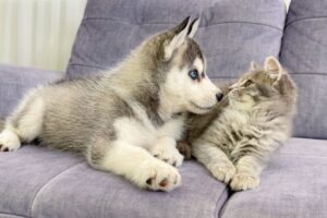 Husky Puppy Reacts To Meeting Kitten For The First Time! [CUTEST VIDEO EVER]