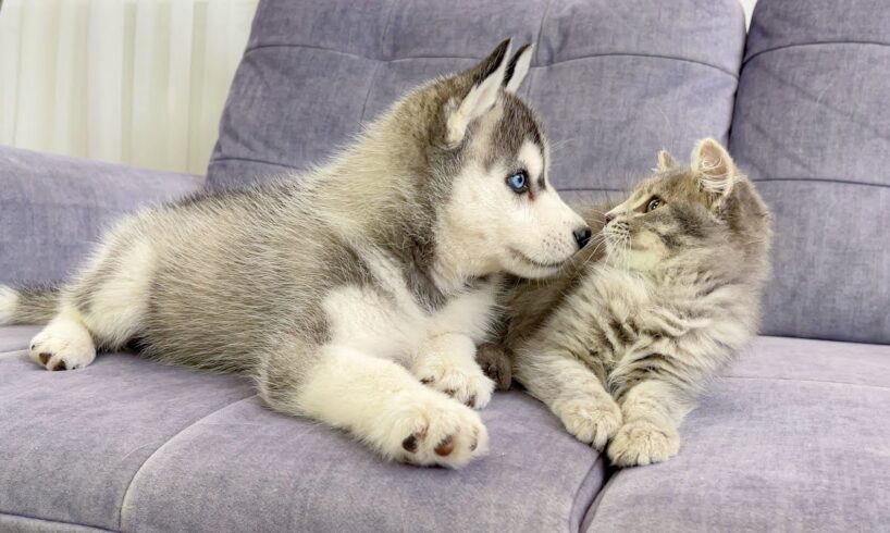 Husky Puppy Reacts To Meeting Kitten For The First Time! [CUTEST VIDEO EVER]