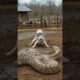 ⚠️Husky vs Python, Shepherd Calls Farmer #dog #rescue #animals