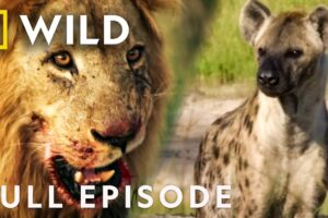 Hyena vs Lion: Army of Darkness (Full Episode) | Savage Kingdom Compilation | Nat Geo Animals