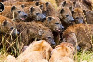 Hyenas vs Lions: Epic Predator Battles | Animal Documentary