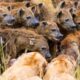Hyenas vs Lions: Epic Predator Battles | Animal Documentary