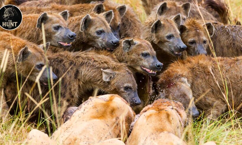 Hyenas vs Lions: Epic Predator Battles | Animal Documentary