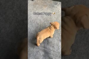 I Found the Cutest Puppy Alive… You Won’t Believe This Face! #shorts #dog #puppy #dogs #viralshorts