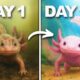 I Saved an Abandoned Axolotl...