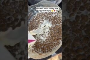 I couldn't resist seeing cute puppies hungry. 💞#ytshorts #viralvideo #love #trending #viral #shorts