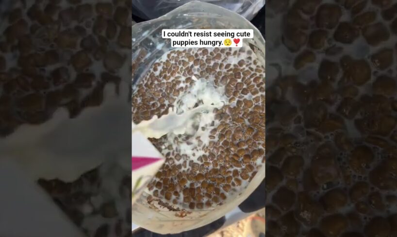 I couldn't resist seeing cute puppies hungry. 💞#ytshorts #viralvideo #love #trending #viral #shorts