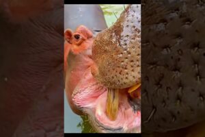 Imagine feeding, bathing, and playing with a hippo every single day!