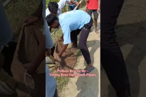 Indian Rock Python Rescue By Verma Boys Suryagarh Pipari | Ajgar Saap Rescue | #snake