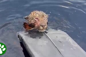 Injured jaguar swims up to boat and asks for help