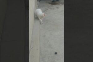 Jerry playing ❤️💕#viralvideo #cat #turkishcat #catvideos #funny #funnypet #animals #cute #kittens