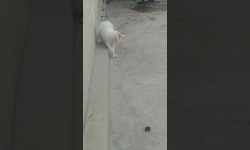 Jerry playing ❤️💕#viralvideo #cat #turkishcat #catvideos #funny #funnypet #animals #cute #kittens