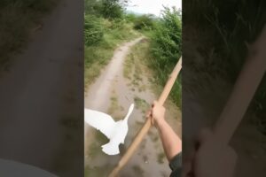 Leopard Leaps From Bushes — Man Fights Back as Goose Saves the Day!  #cat #leopard #wildlife #shorts