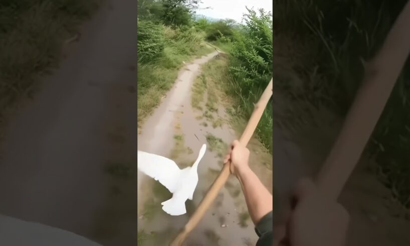 Leopard Leaps From Bushes — Man Fights Back as Goose Saves the Day!  #cat #leopard #wildlife #shorts