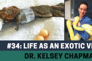 Life as an Exotic Vet | Dr. Kelsey Chapman - The Animals at Home Podcast
