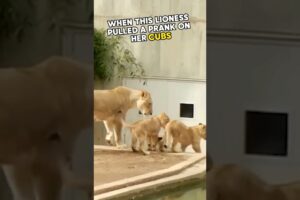 ⚠️ Lioness pranks her cubs 😂 #lioness #lion #cubs