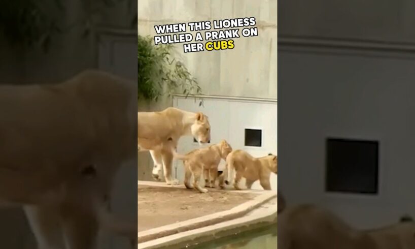 ⚠️ Lioness pranks her cubs 😂 #lioness #lion #cubs