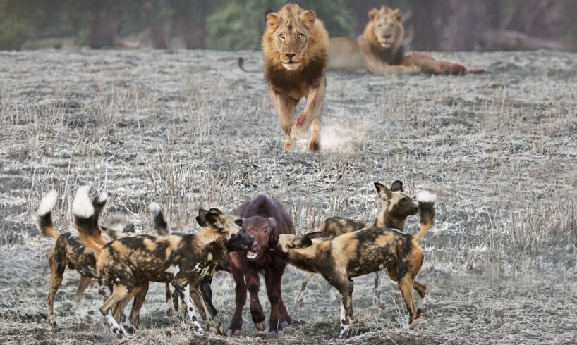 Lions Come Across Wild Dogs Catching Twin Baby Buffaloes