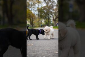 Little Cute Puppies Adorable Video #puppy #cute #dog #funny #viral #shorts