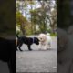 Little Cute Puppies Adorable Video #puppy #cute #dog #funny #viral #shorts