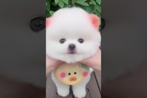Little cute puppies #cute #baby #toys #cutebaby #puppies #dog #dogslove