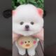 Little cute puppies #cute #baby #toys #cutebaby #puppies #dog #dogslove